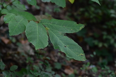 Juglans regia