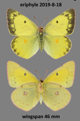 Colias philodice eriphyle