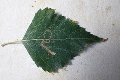 Lyonetia clerkella