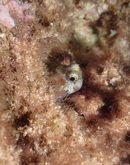 Blenniiformes