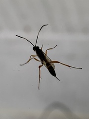 Ichneumonidae
