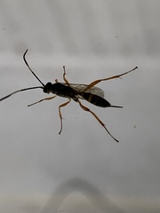 Ichneumonidae