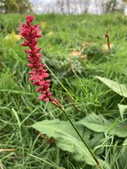 Bistorta amplexicaulis