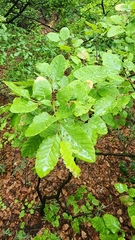 Nothofagus macrocarpa