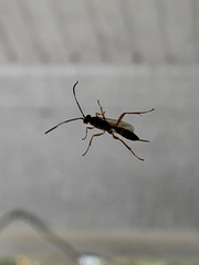 Ichneumonidae