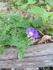 Ipomoea meyeri