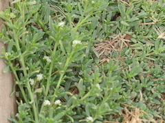 Heliotropium curassavicum