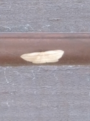 Epiphryne verriculata