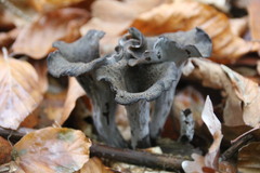 Craterellus cornucopioides