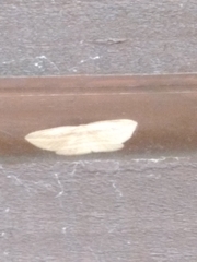 Epiphryne verriculata