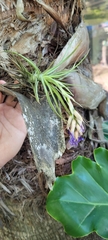 Tillandsia aeranthos