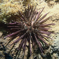 Arbacia stellata