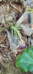 Tillandsia aeranthos