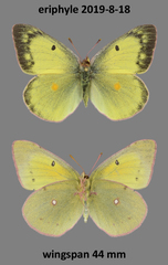Colias philodice eriphyle