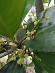 Corynocarpus laevigatus