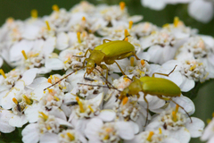 Cteniopus sulphureus