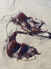 Chondracanthus exasperatus