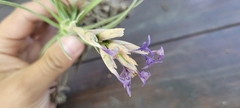 Tillandsia aeranthos