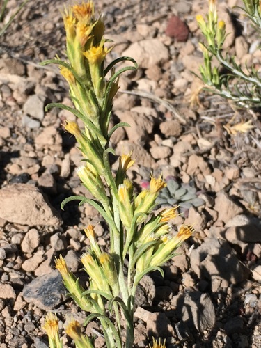 Ericameria parryi var. vulcanica