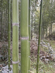 Phyllostachys aureosulcata
