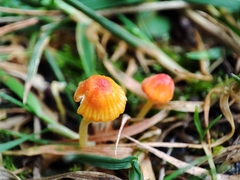 Mycena acicula