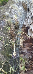 Tillandsia aeranthos