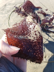 Chondracanthus exasperatus