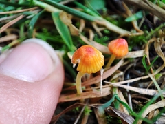 Mycena acicula