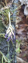 Tillandsia aeranthos