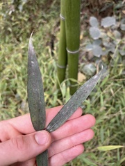 Phyllostachys aureosulcata