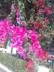 Bougainvillea spectabilis