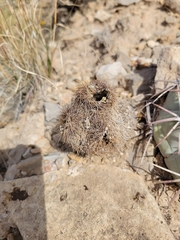 Cactoideae
