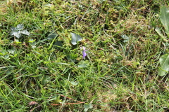 Viola reichenbachiana