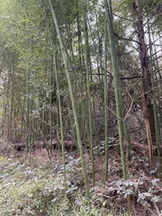 Phyllostachys aureosulcata