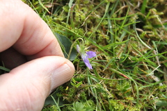 Viola reichenbachiana