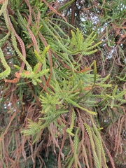 Cryptomeria japonica