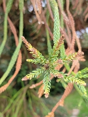 Cryptomeria japonica