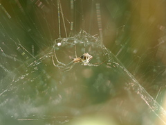 Cyrtophora cicatrosa