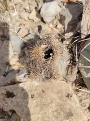 Cactoideae
