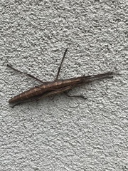 Anisomorpha ferruginea