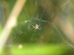 Cyrtophora cicatrosa