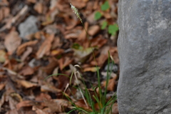 Sesleria autumnalis