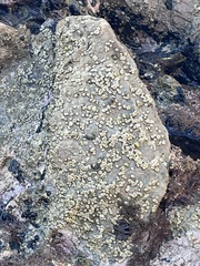 Balanomorpha