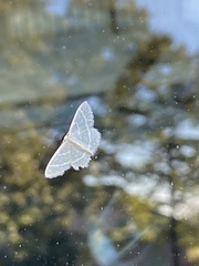 Chlorochlamys chloroleucaria