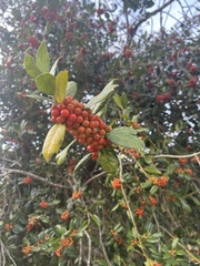 Ilex