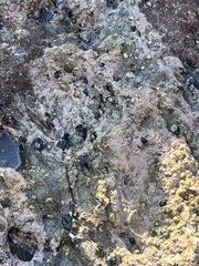 Balanomorpha