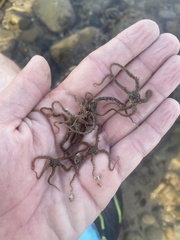 Ophiothrix spiculata