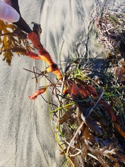 Metandrocarpa dura
