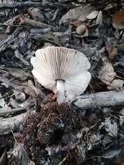 Lepiota decorata