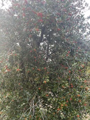 Ilex